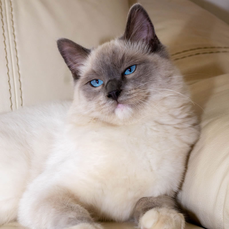 Kiba. Gato macho de cor branca e cinza e olhos azuis. Raça de gatos Ragdoll.