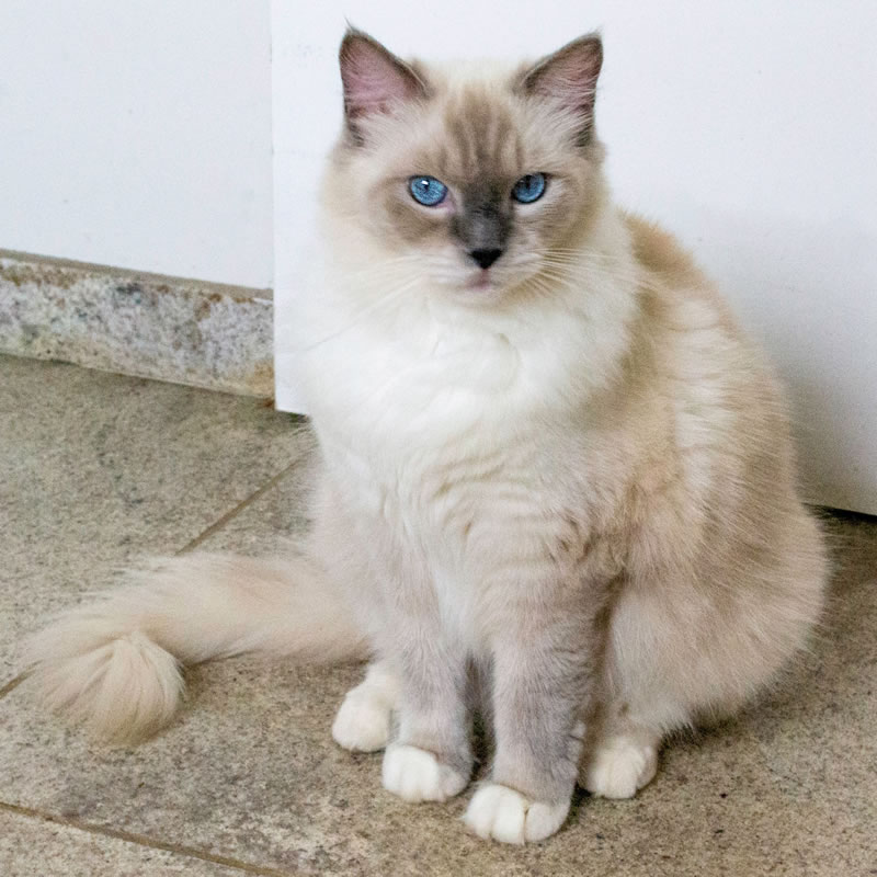 Luna. Gata fêmea de cor branca e cinza e olhos azuis. Raça de gatos Ragdoll.